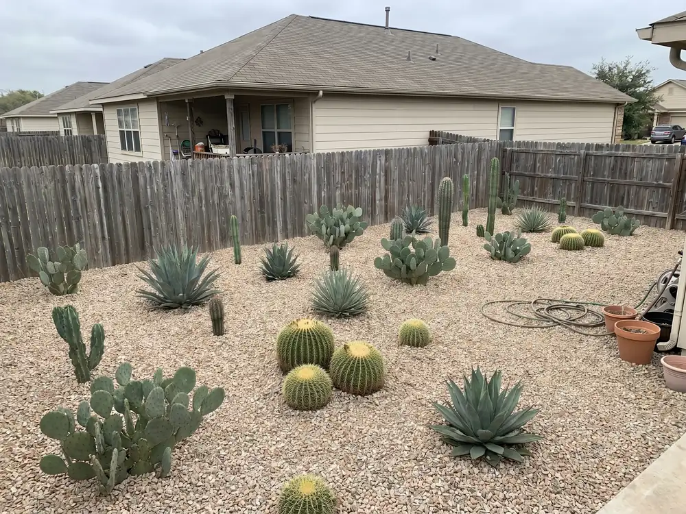 Cactus