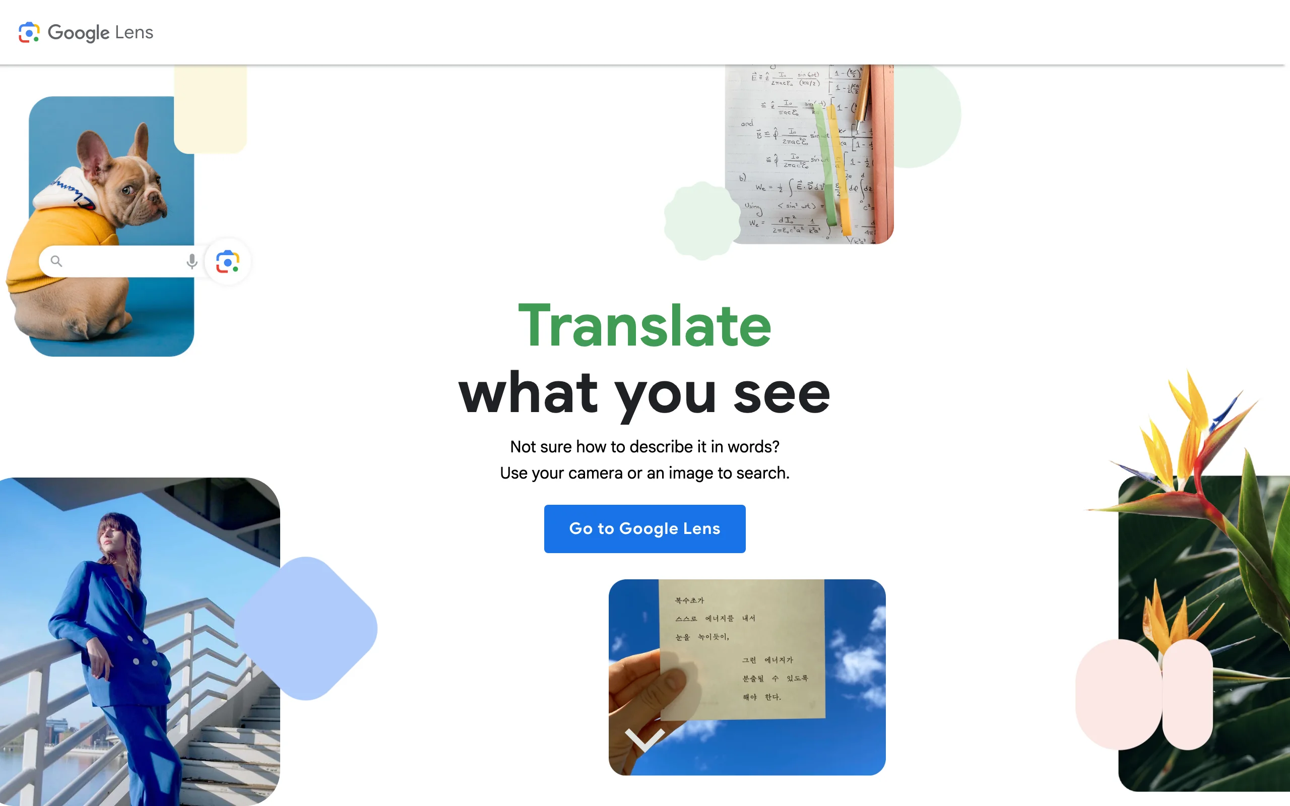 Plant Identification Apps with Google Lens