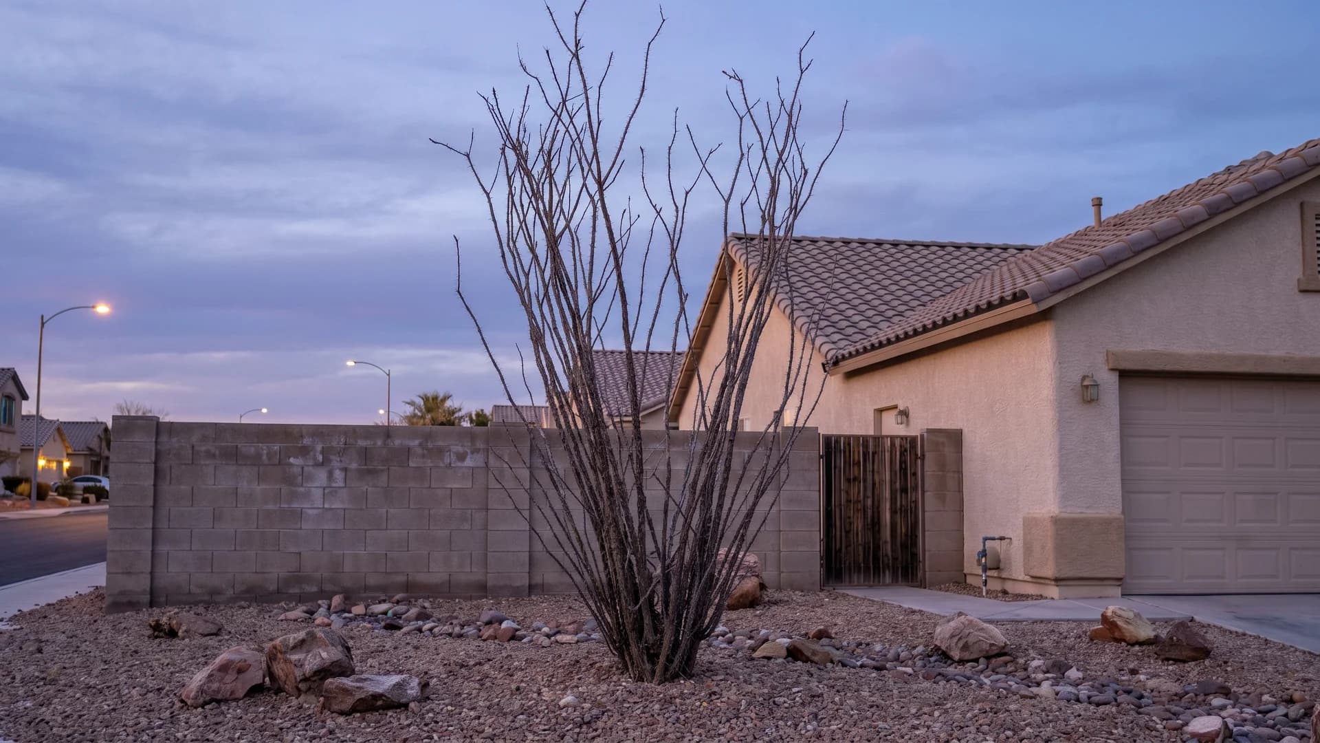 Ocotillo canes rising above a low gravel bed against an evening sky