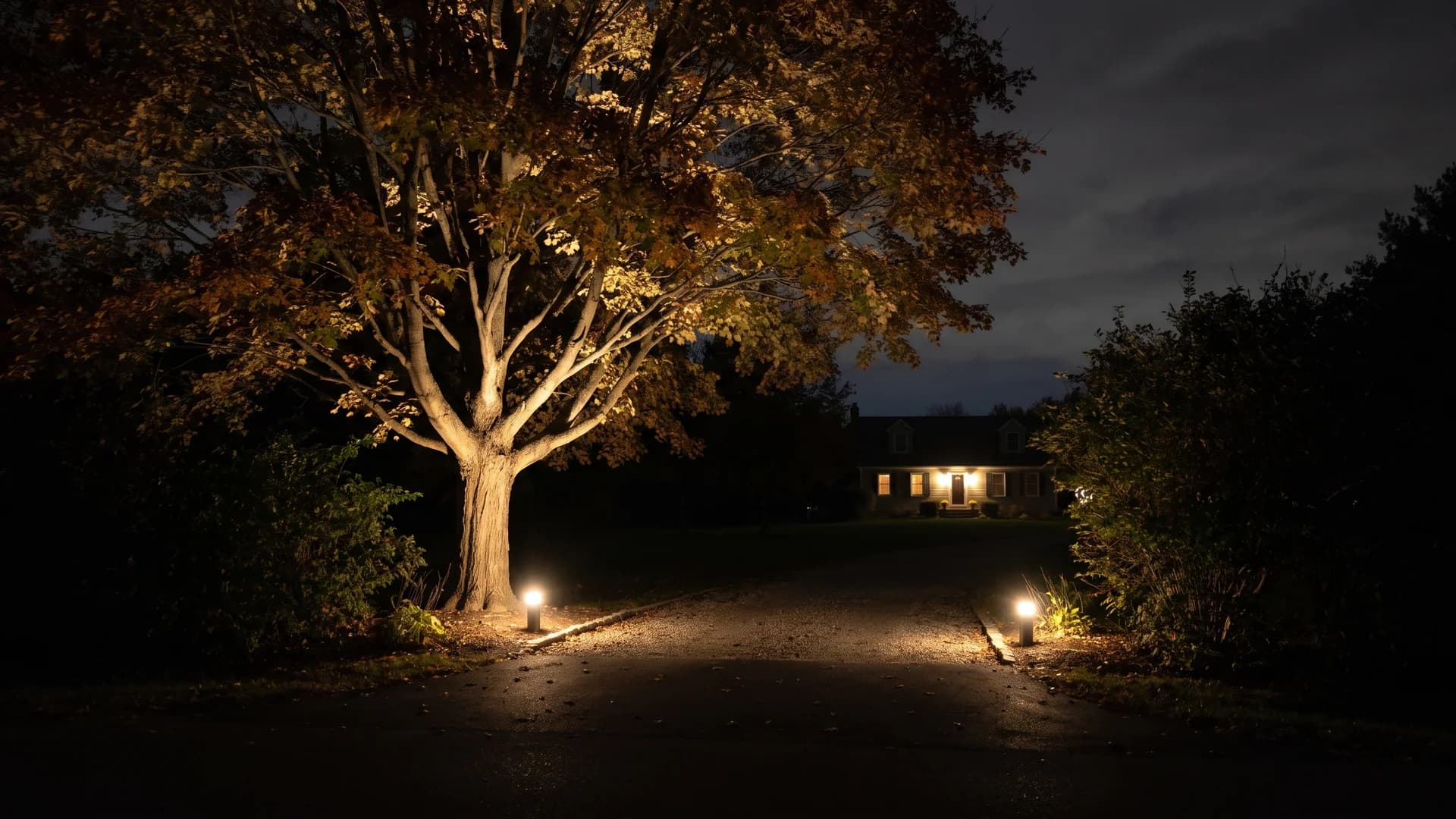 Single tree uplit at a driveway entrance at night