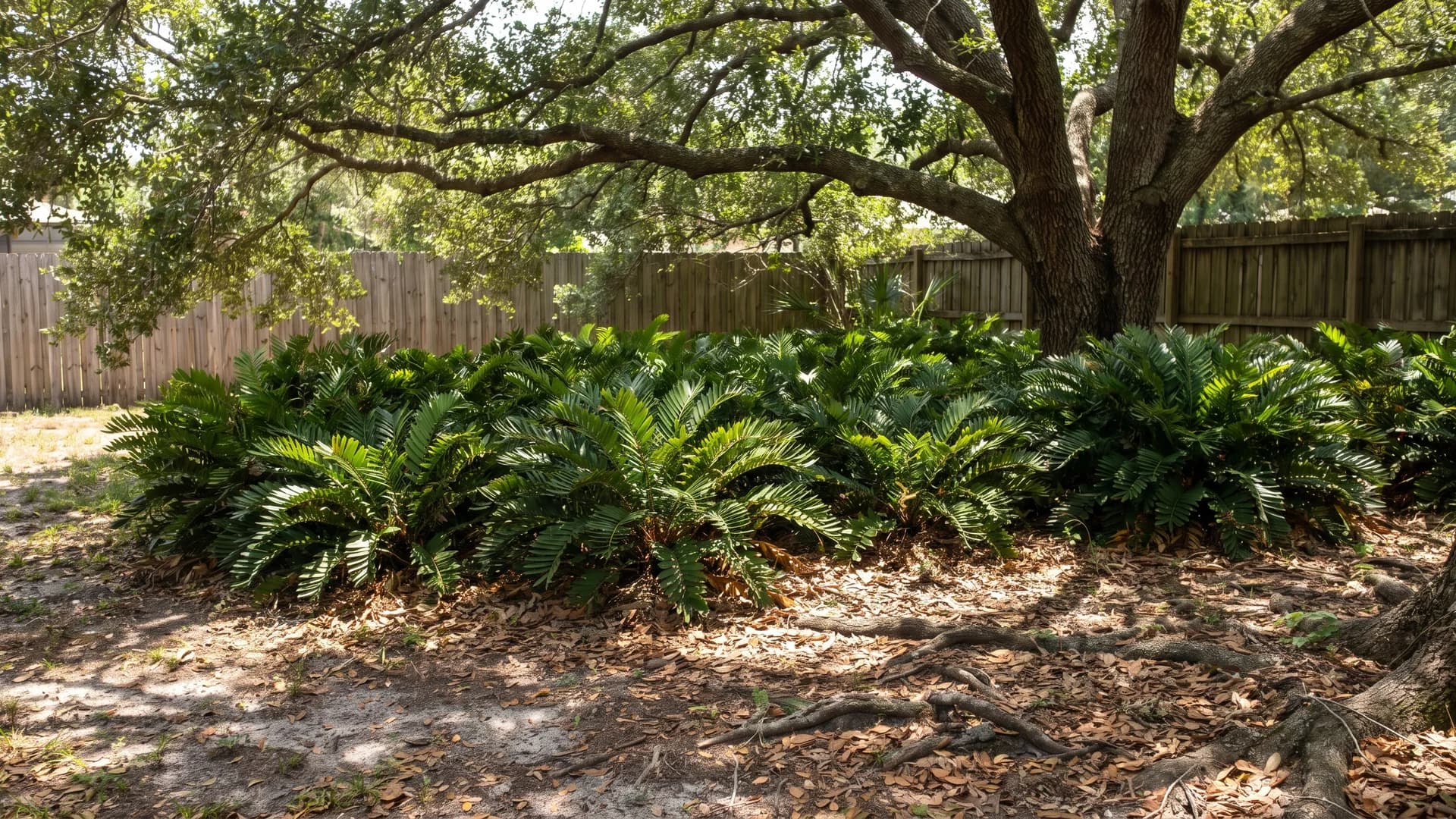 Coontie groundcover bed spreading in the dry shade under a large live oak