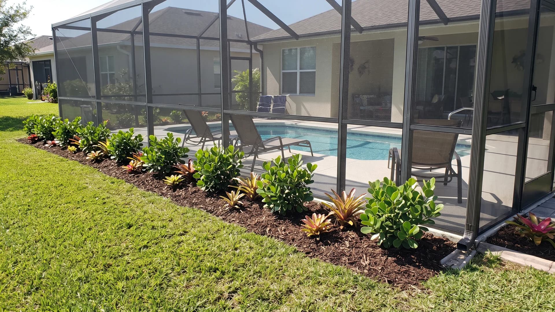 Low bed of dwarf clusia and bromeliads planted outside a screened pool enclosure