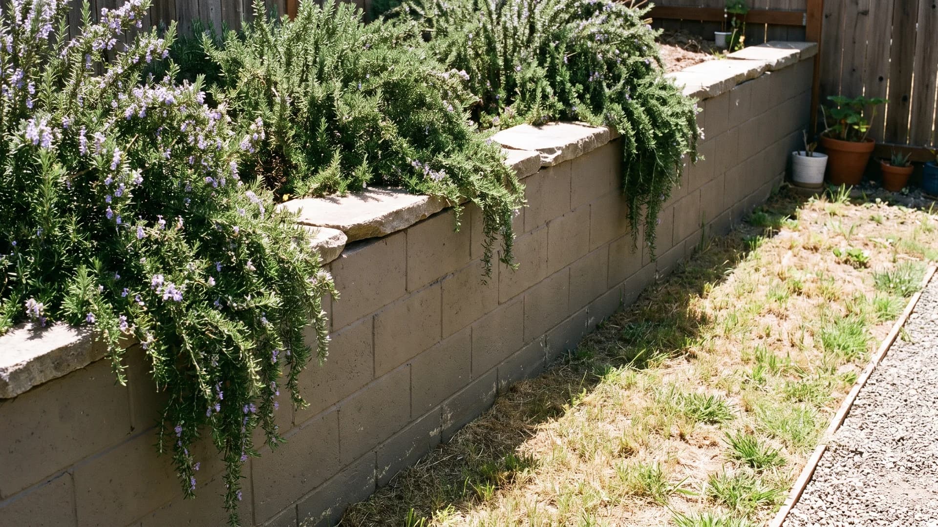 Painted cinder block terrace wall with plants spilling over the top