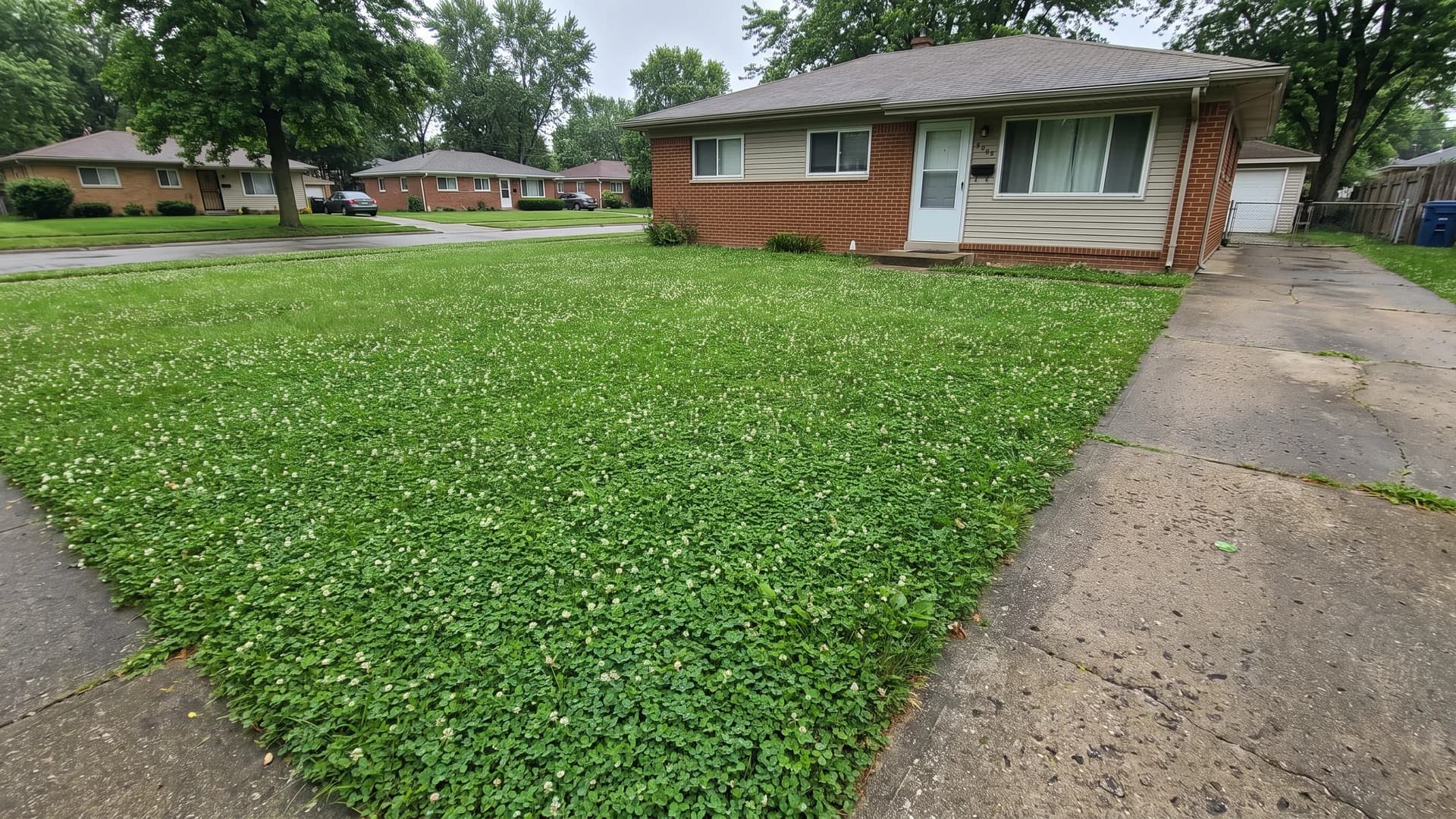 Green clover lawn in front of a modest suburban house with a concrete walkway
