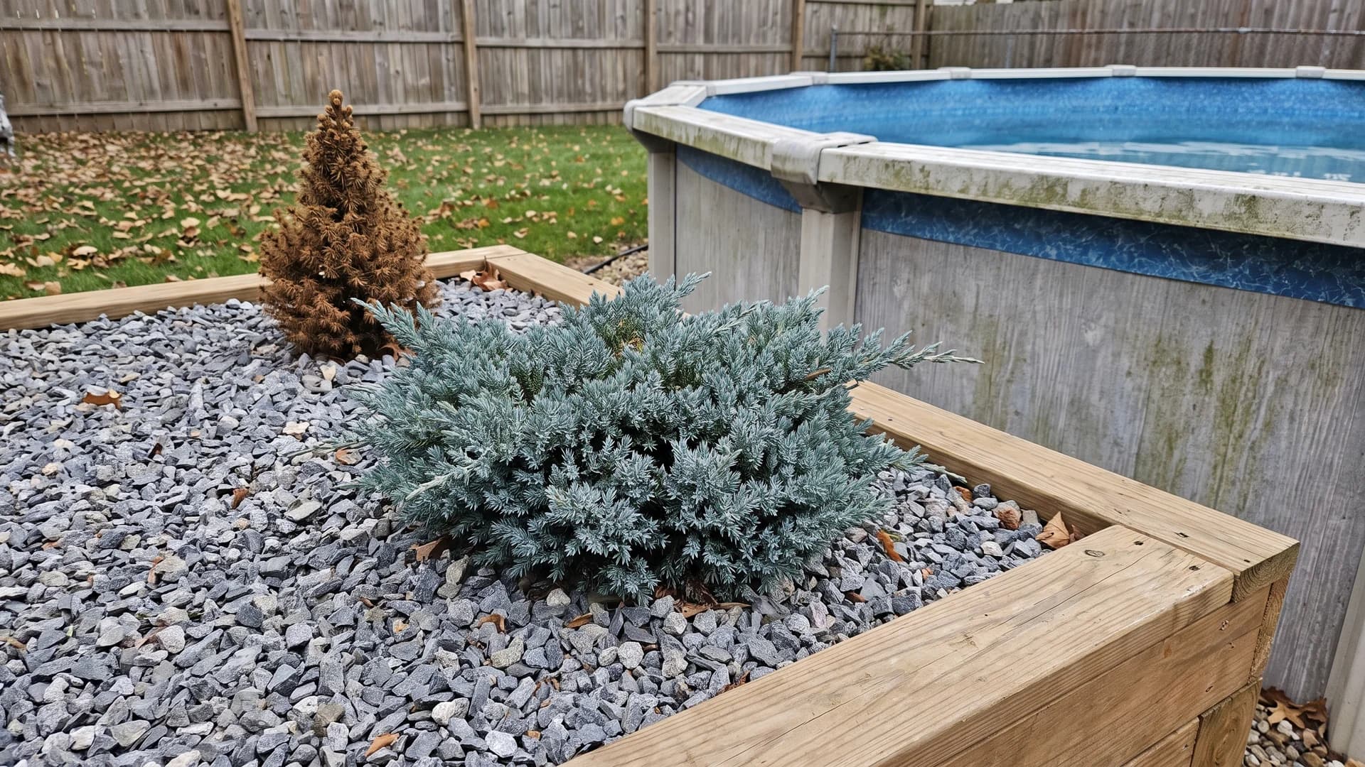 Blue Star juniper and dwarf conifers planted near an above ground pool corner