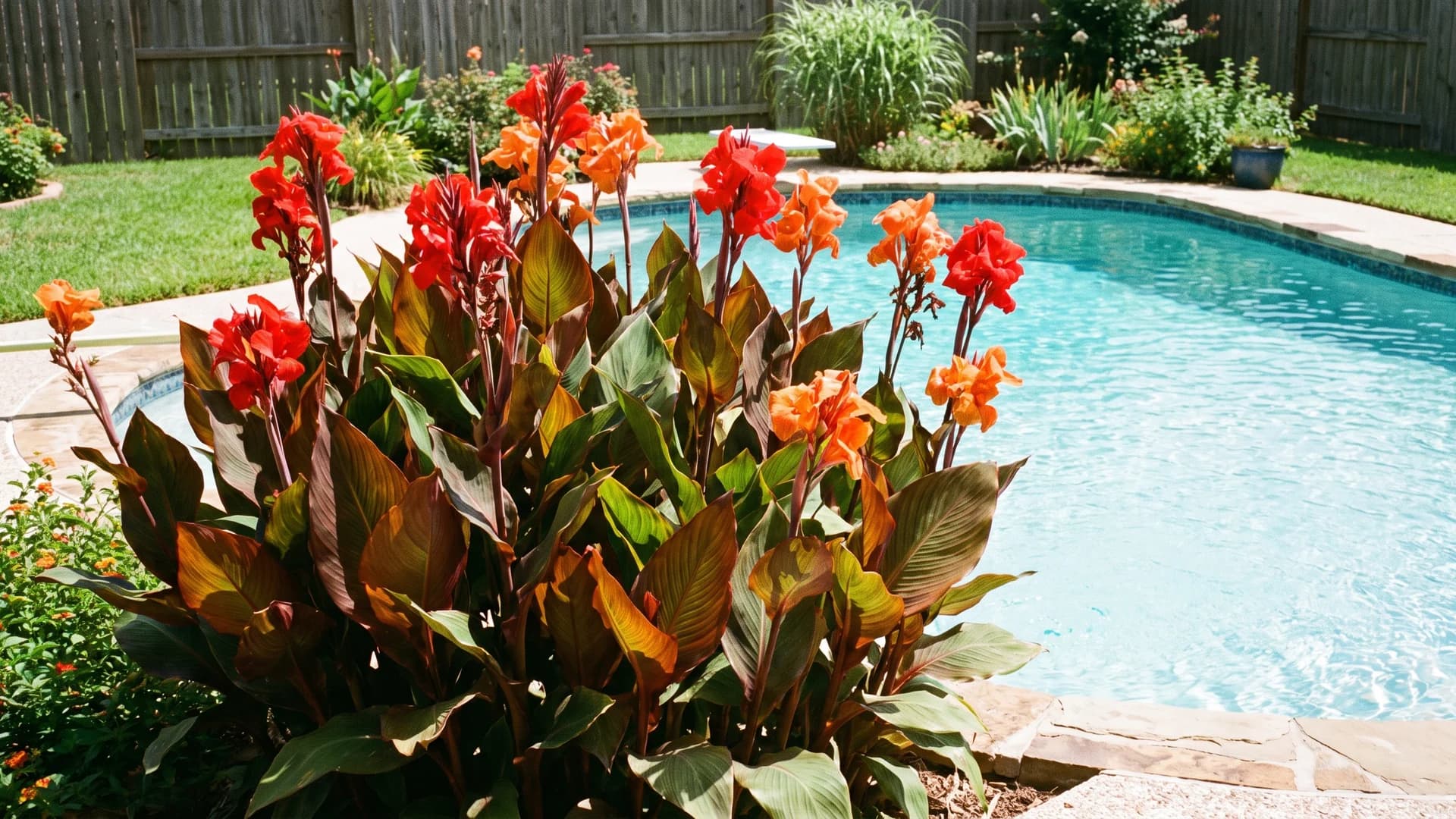 Red and orange canna lilies in a bold clump beside a pool