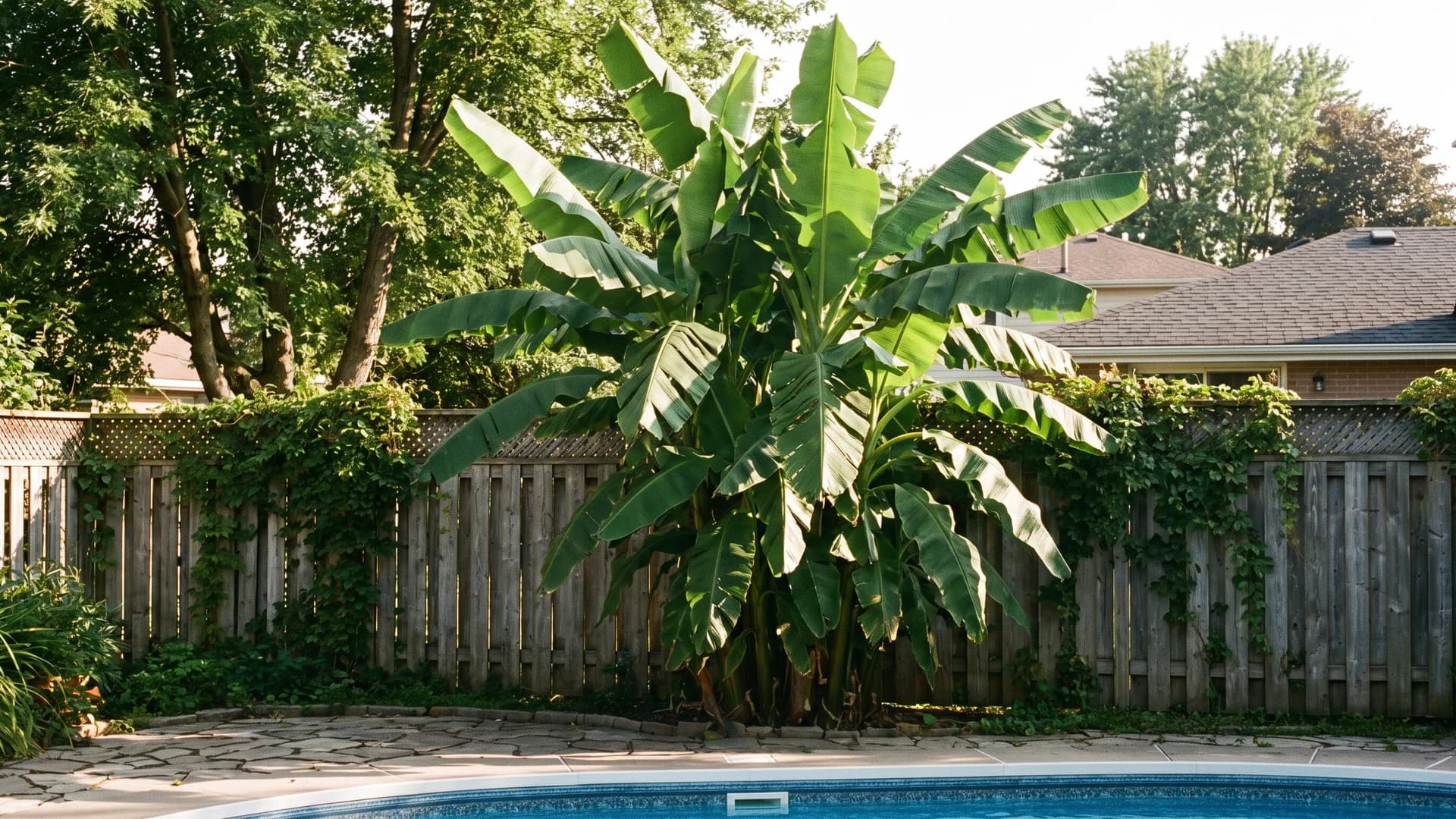 Hardy banana plant with huge leaves giving a tropical look to a northern pool