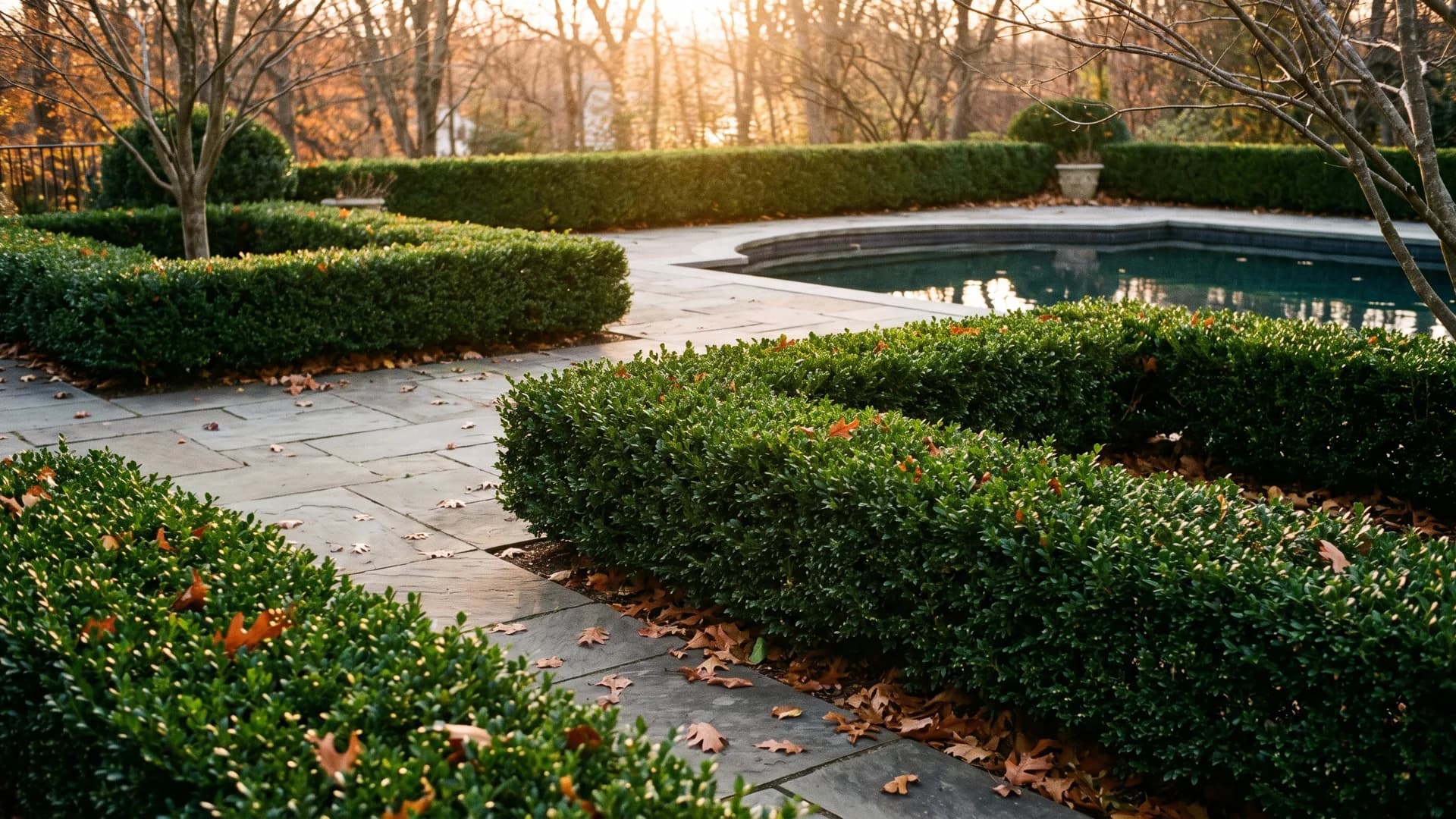 Boxwood and holly structure planting beside a pool patio in winter