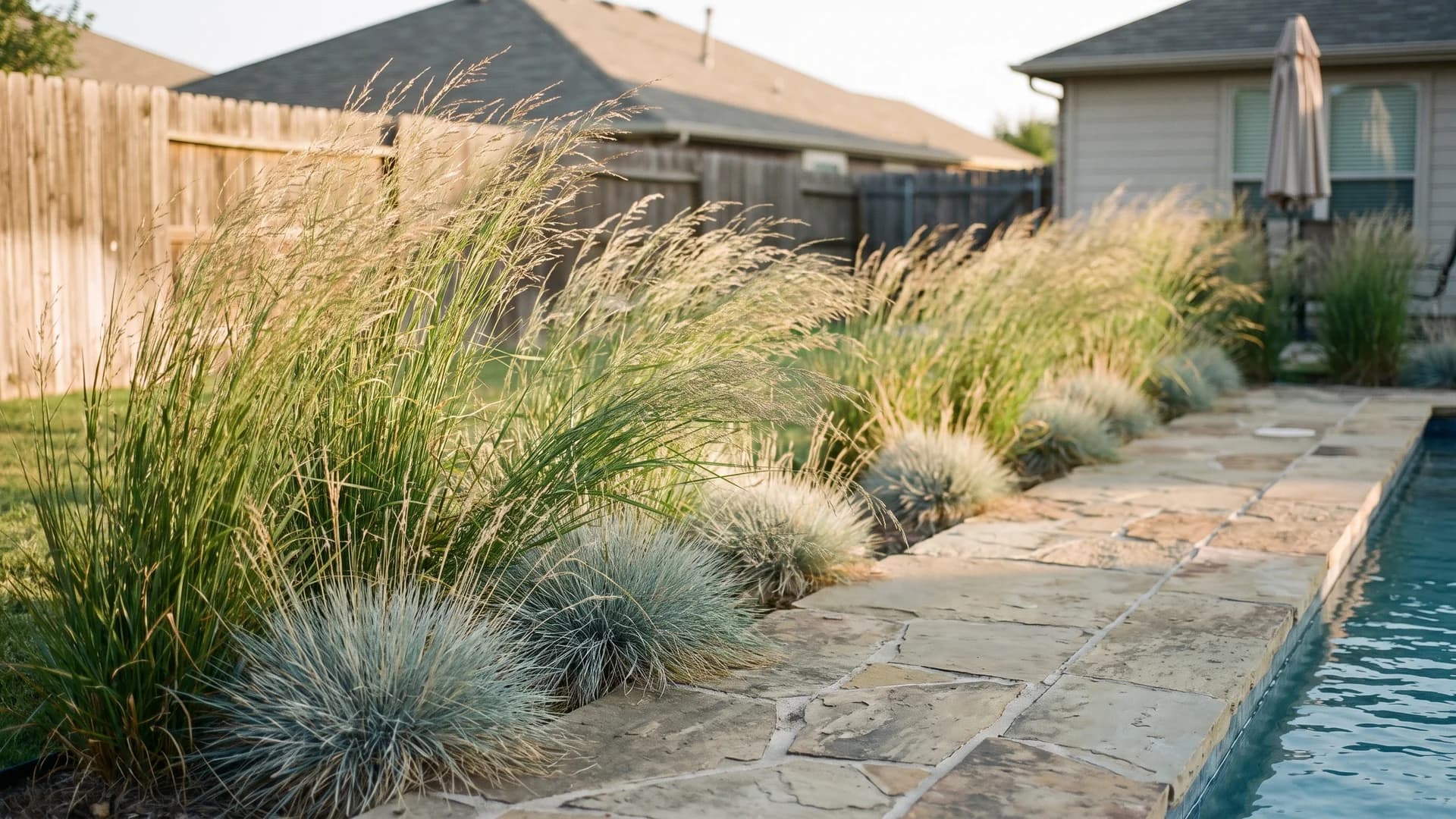 Ornamental grass border of switchgrass and fountain grass along a pool deck
