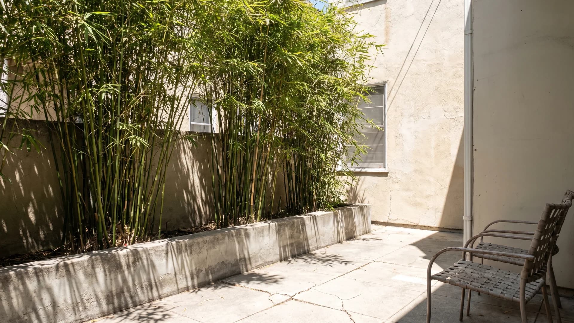 Clumping bamboo screen growing in a raised concrete planter beside a small patio