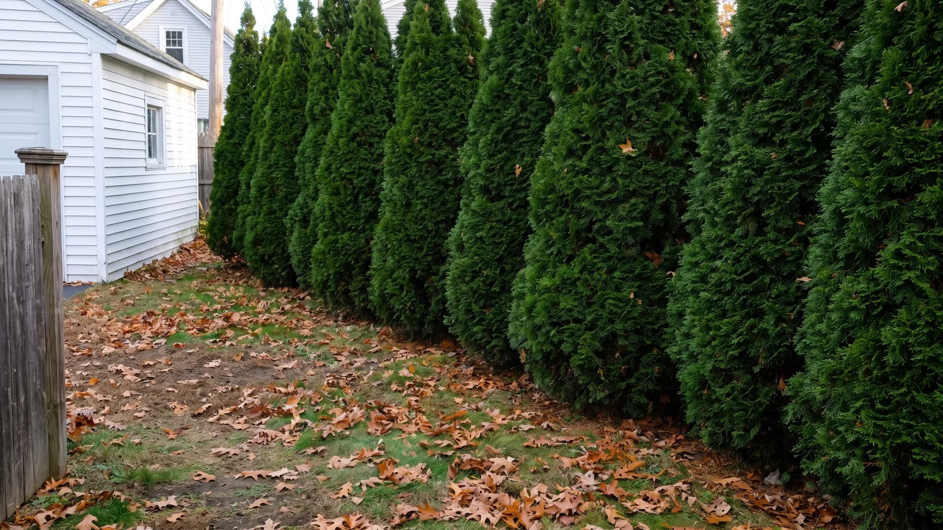 Two offset rows of evergreen shrubs planted in a narrow strip forming a gapless screen