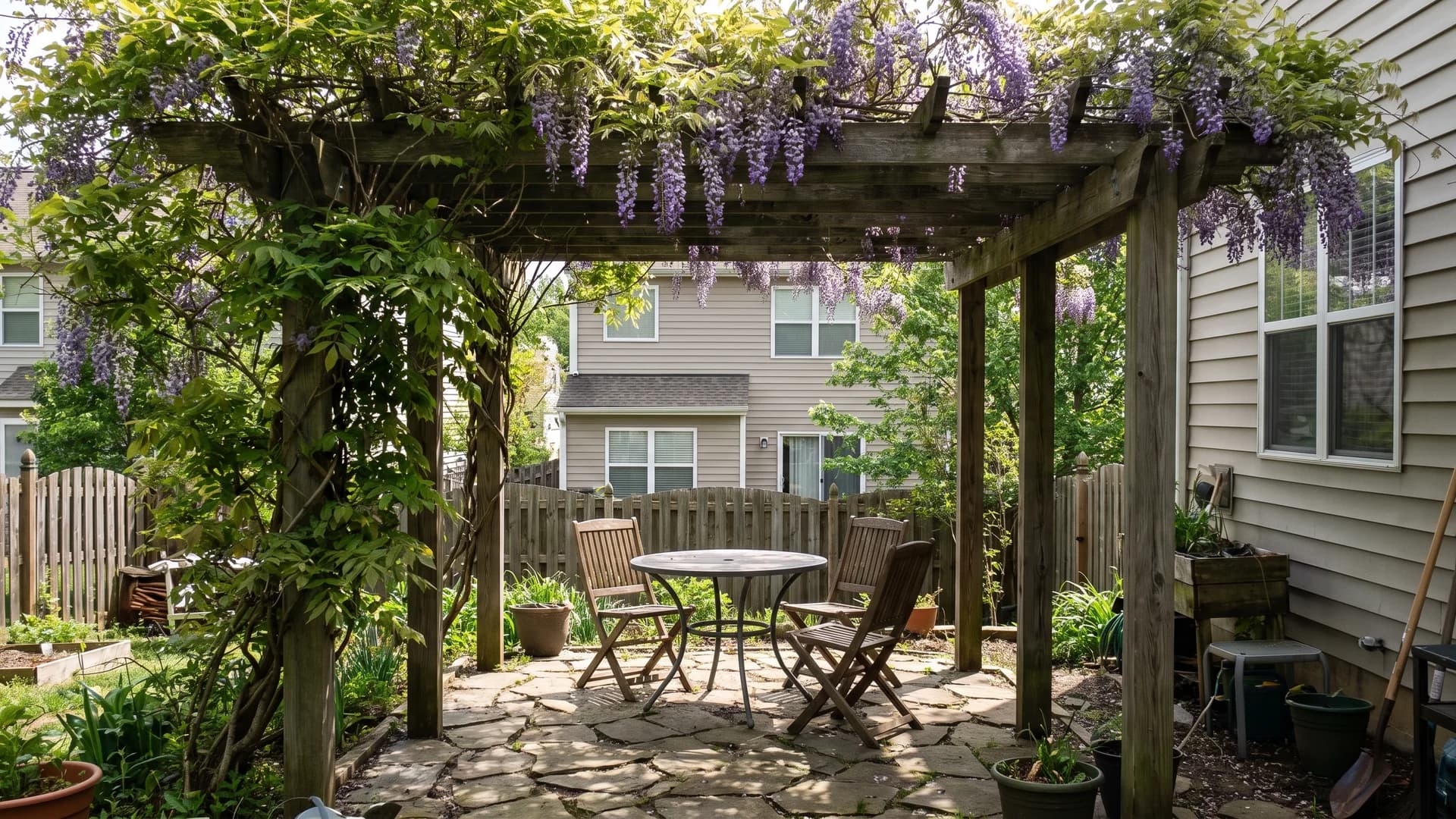 Wisteria growing across the rafters of a pergola shading a back patio