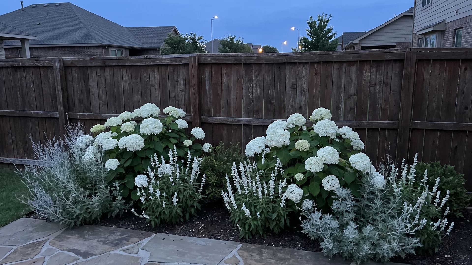 White hydrangeas and silver foliage planted against a dark stained fence at dusk